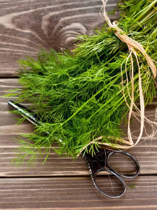 Dill Companion Plants | What & What NOT To Plant With Dill
