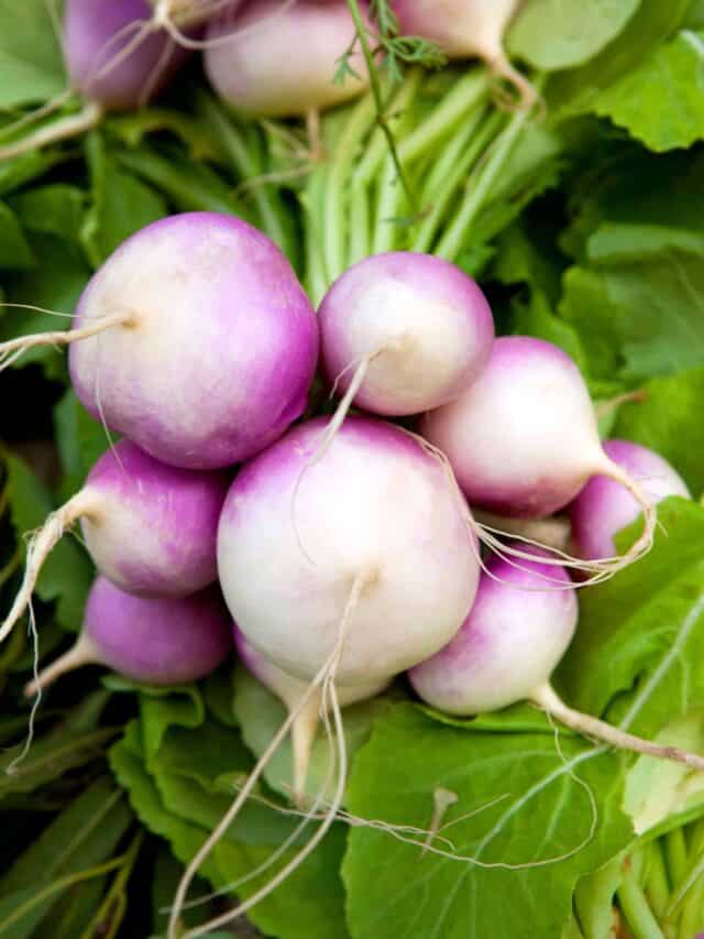 Companion Planting Turnips | Naturally Boost Turnip Health