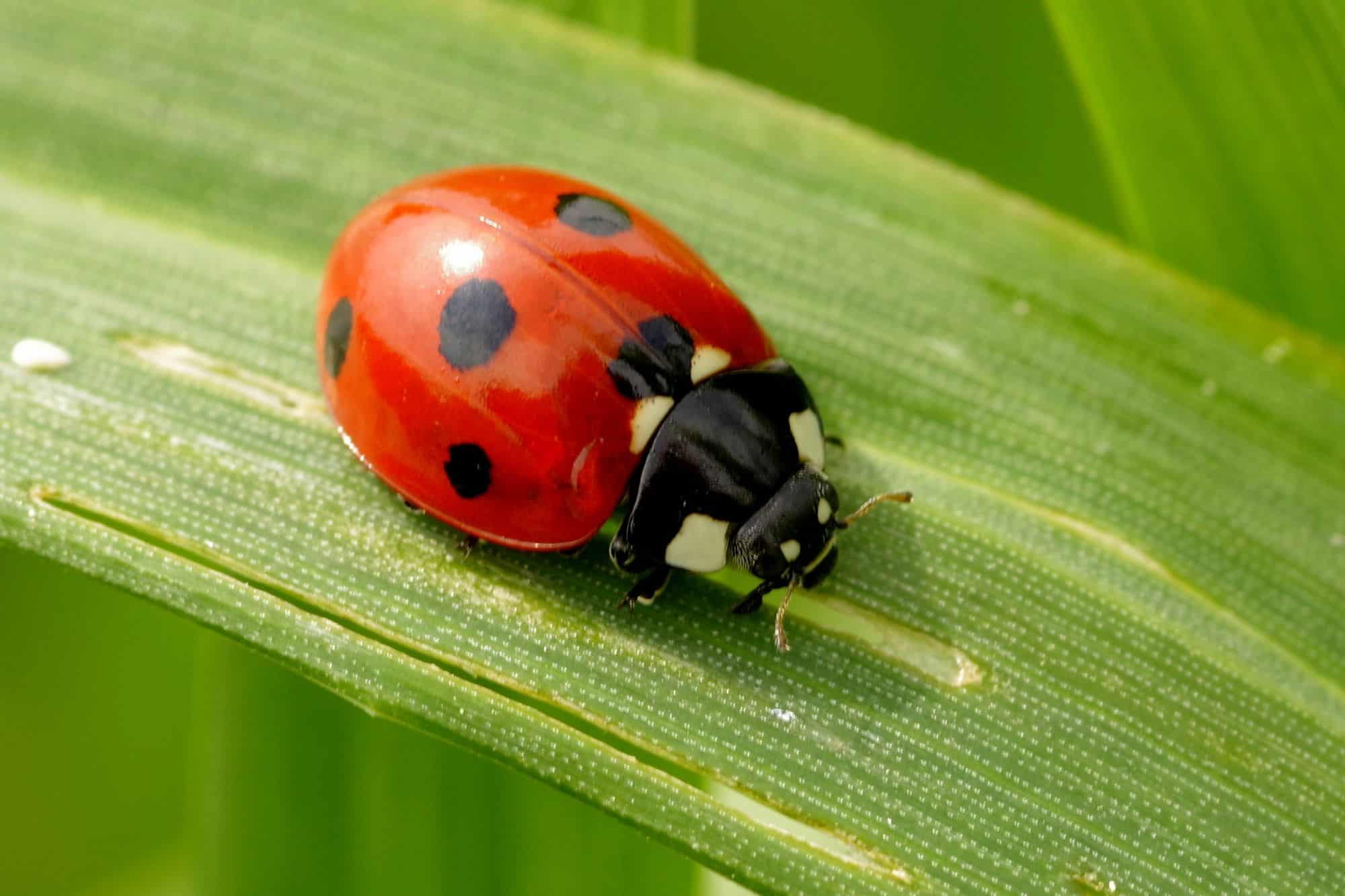 Ladybug on a long green leaf.