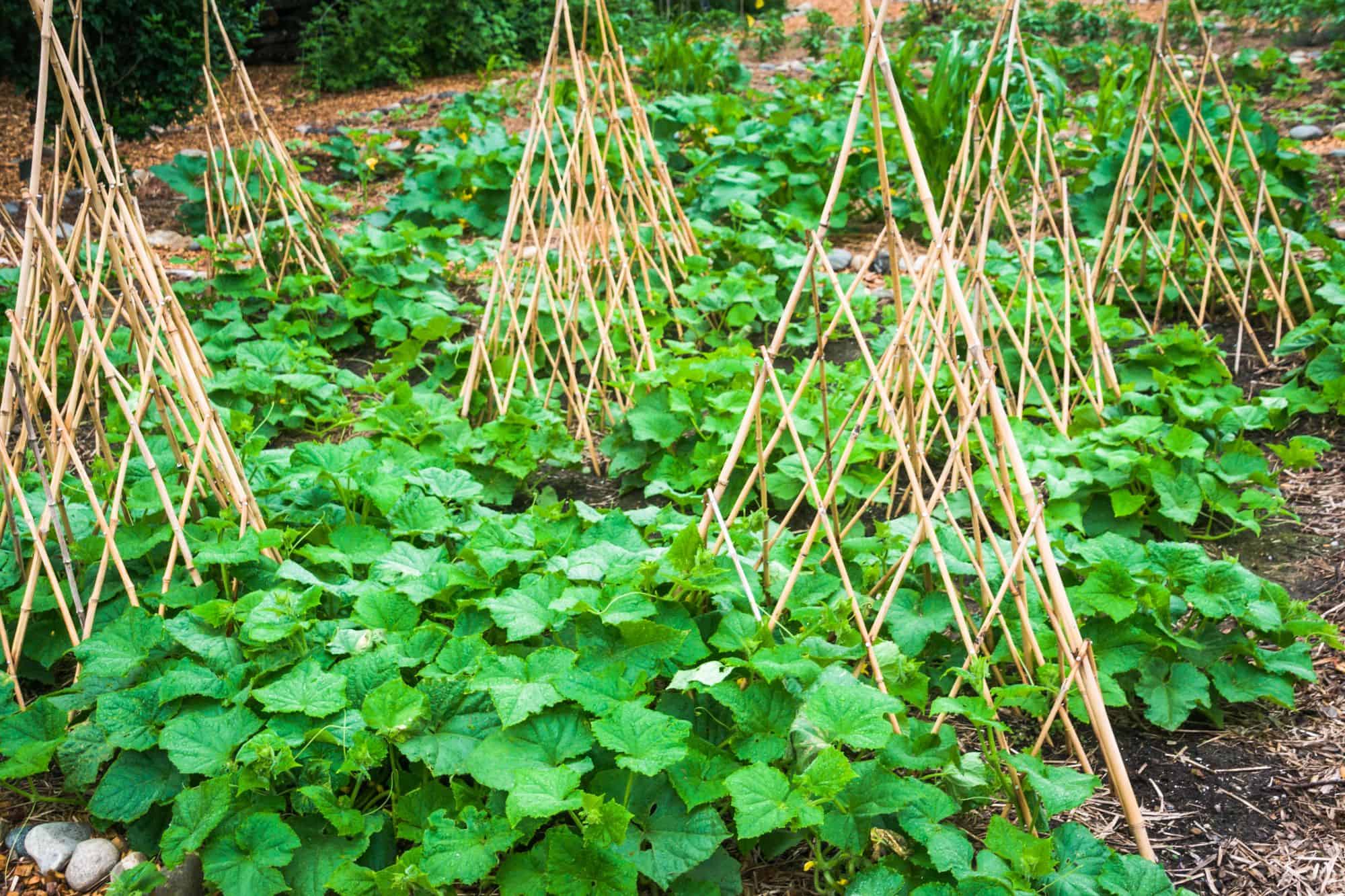 A crop of cucumber plants spreading around.