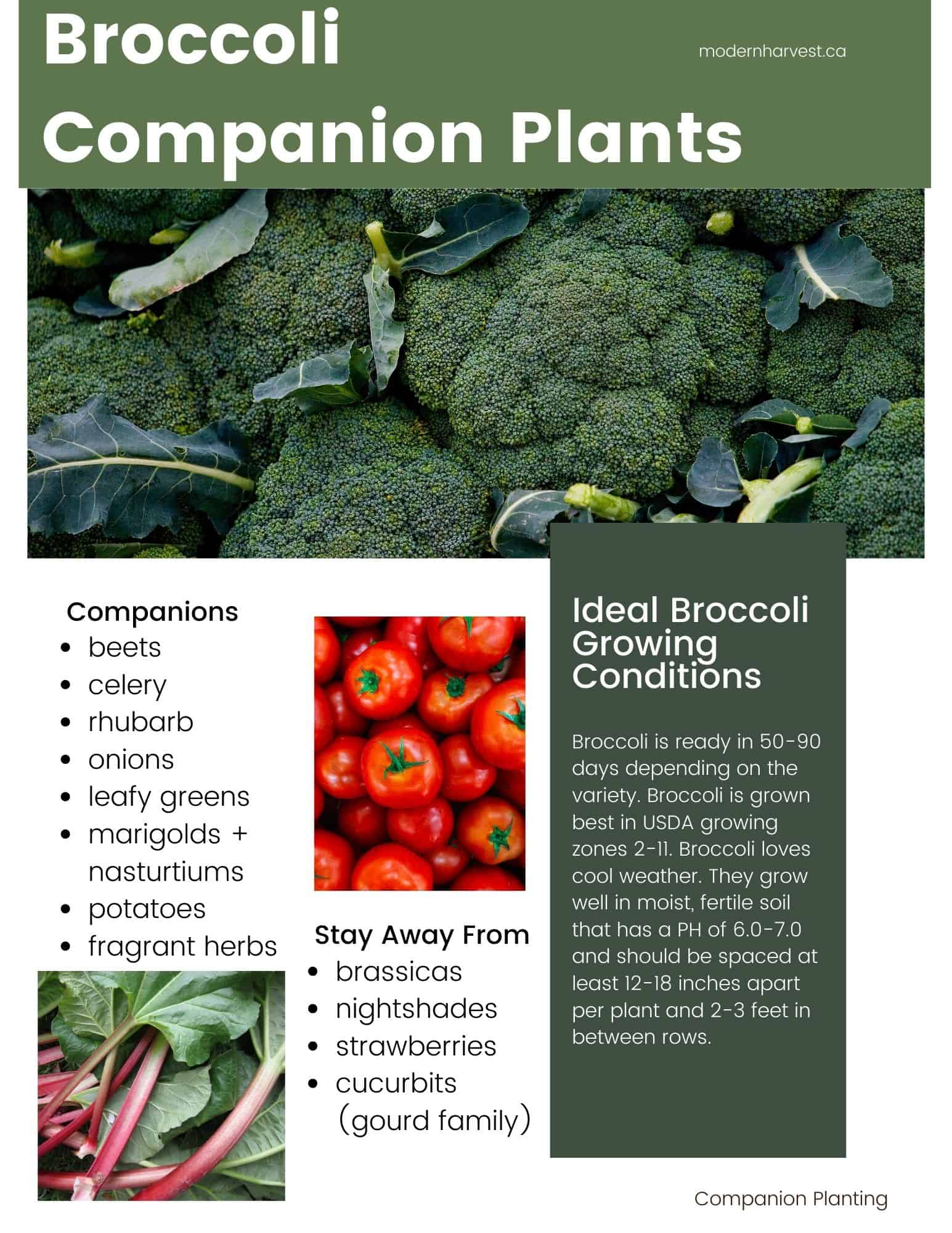 Printable Broccoli Companion Plants