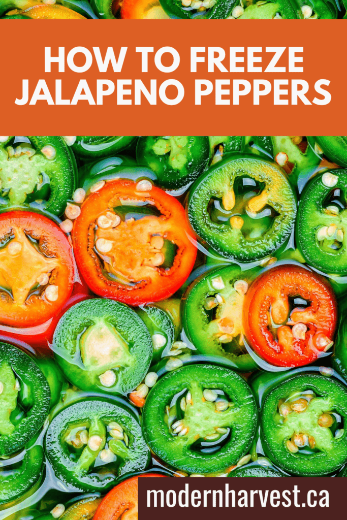 Jalapeno peppers arranged in a single layer including red and green peppers before being frozen.