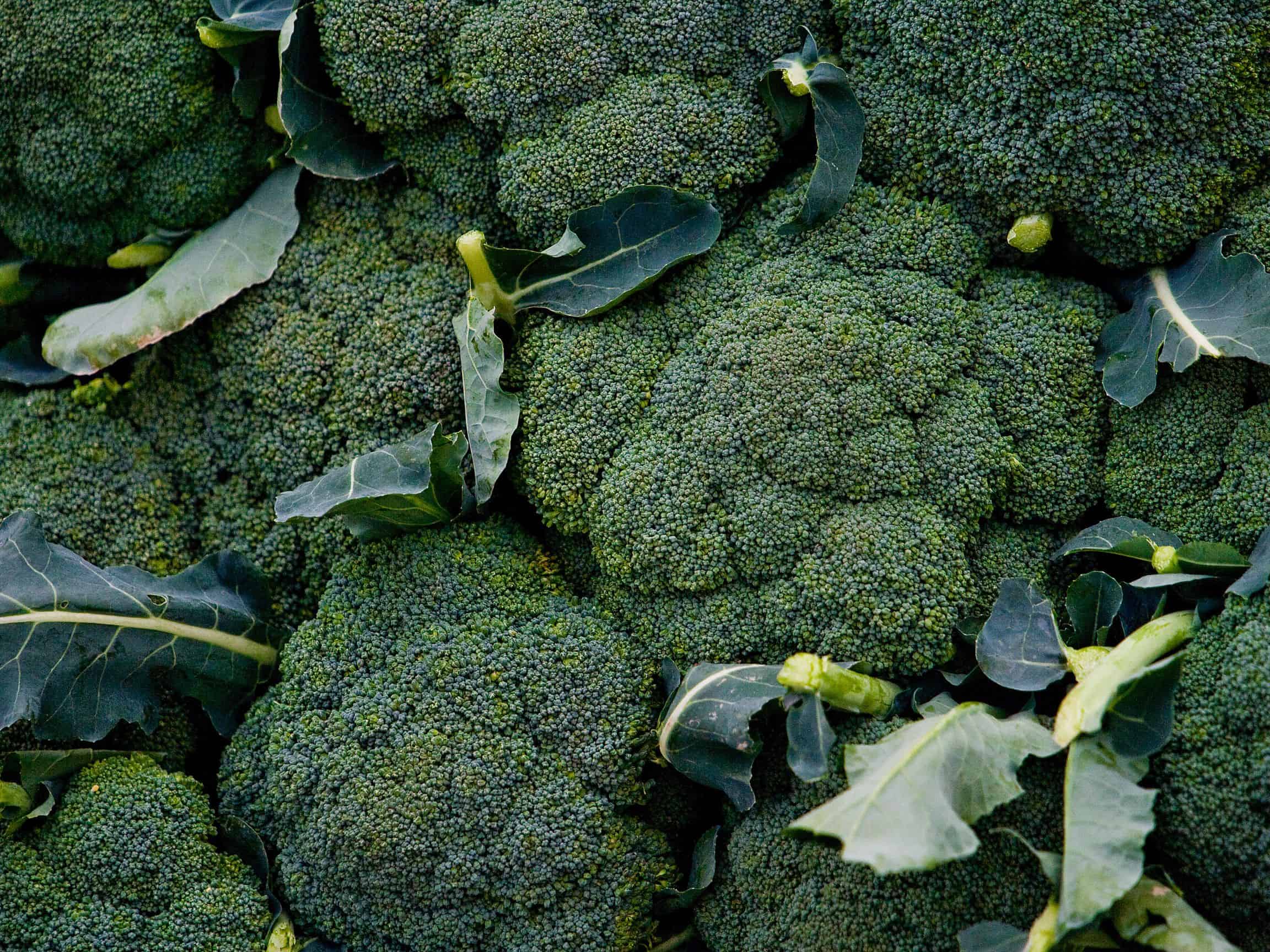 Broccoli Companion Plants – A Guide for What & What NOT to Plant