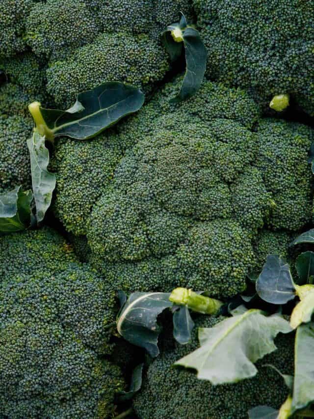 cropped-broccoli.companion.plants.jpg