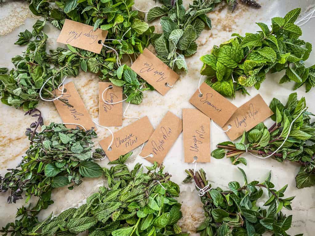 Different varieties of mint bundled together with brown craft paper tags.