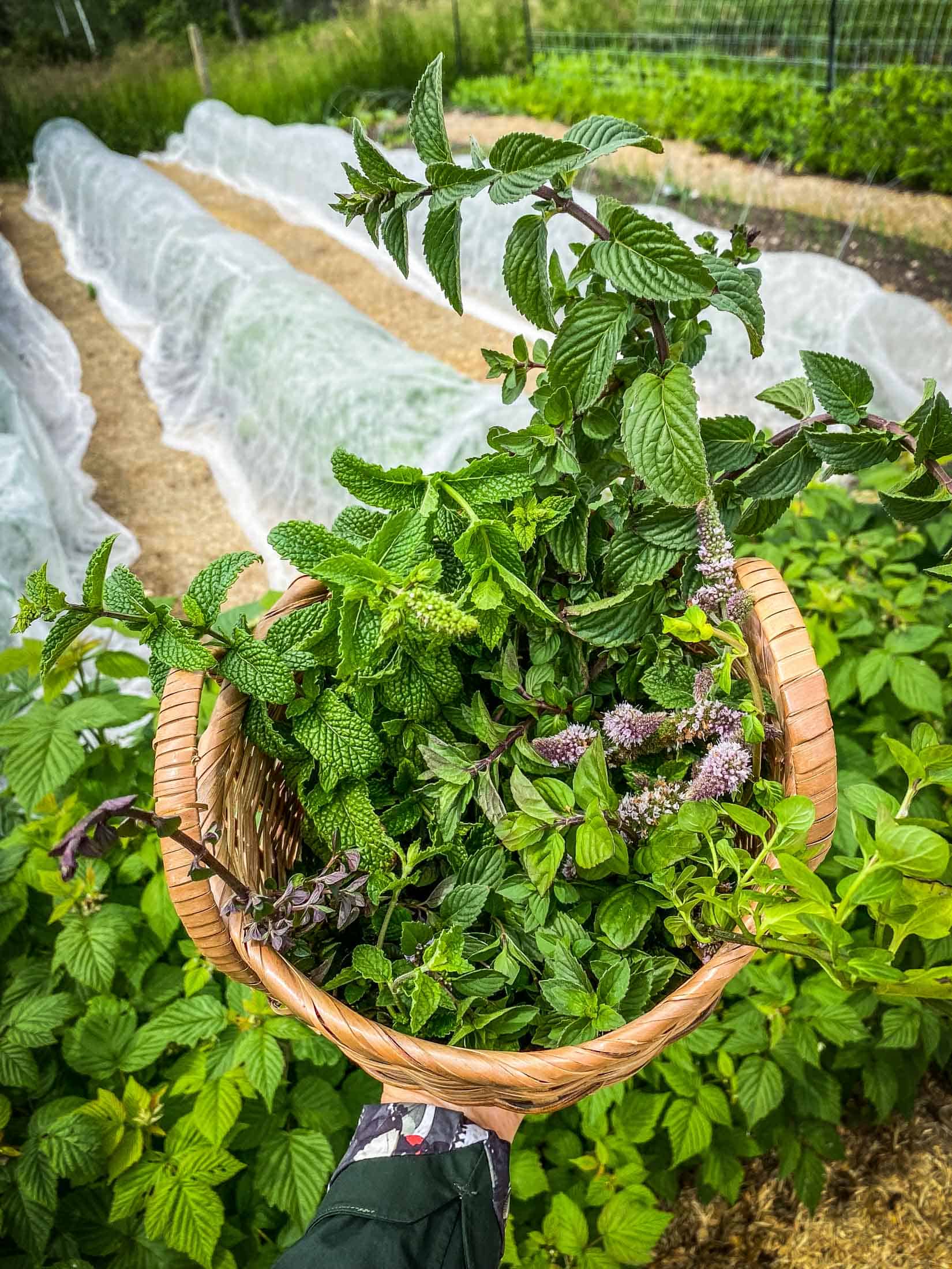 A wicker basket full of different varieties of mint with a garden in the backdrop.