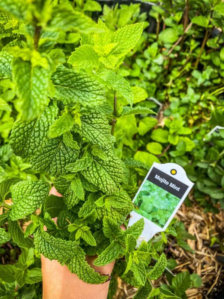 Mojito mint in a garden box showing the bright green leaves and label.