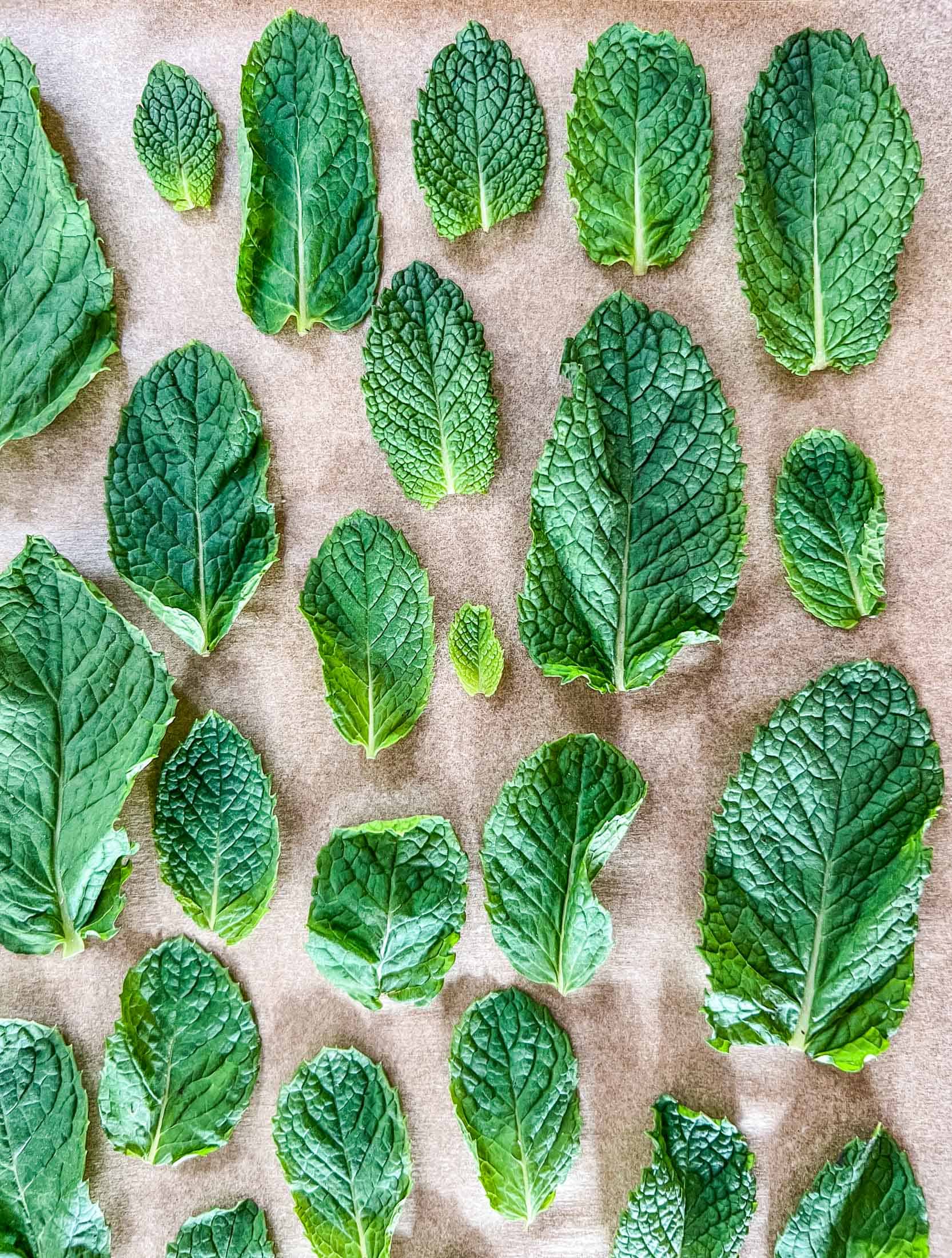 Mint leaves arranged on a parchment lined baking sheet before being frozen.