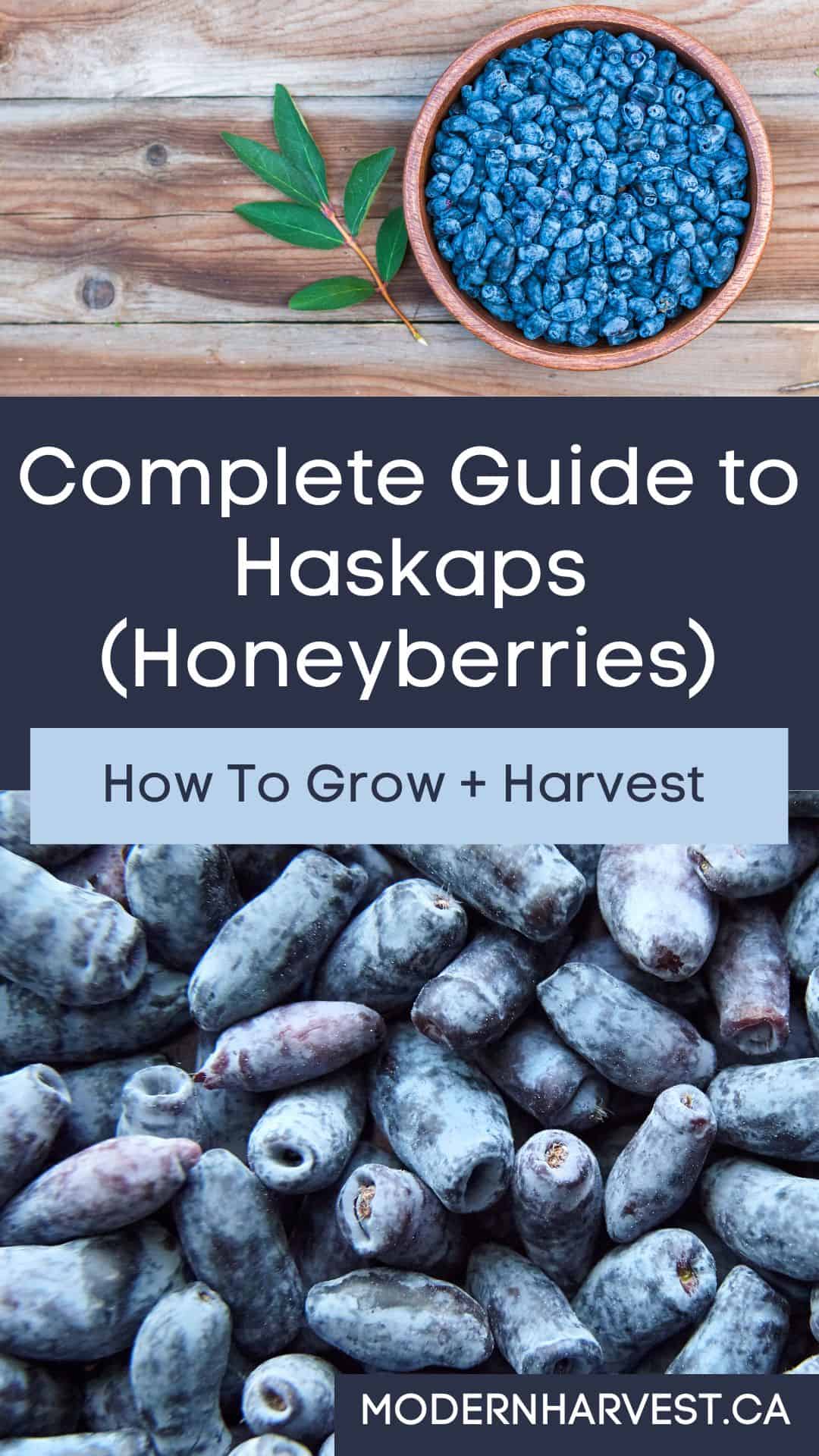 Haskap pinterest image showing blog title, a closeup of deep blue haskap berries, and a bowl full of haskaps.