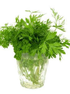 How to Harvest Parsley For An Abundance All Season Long - Modern Harvest