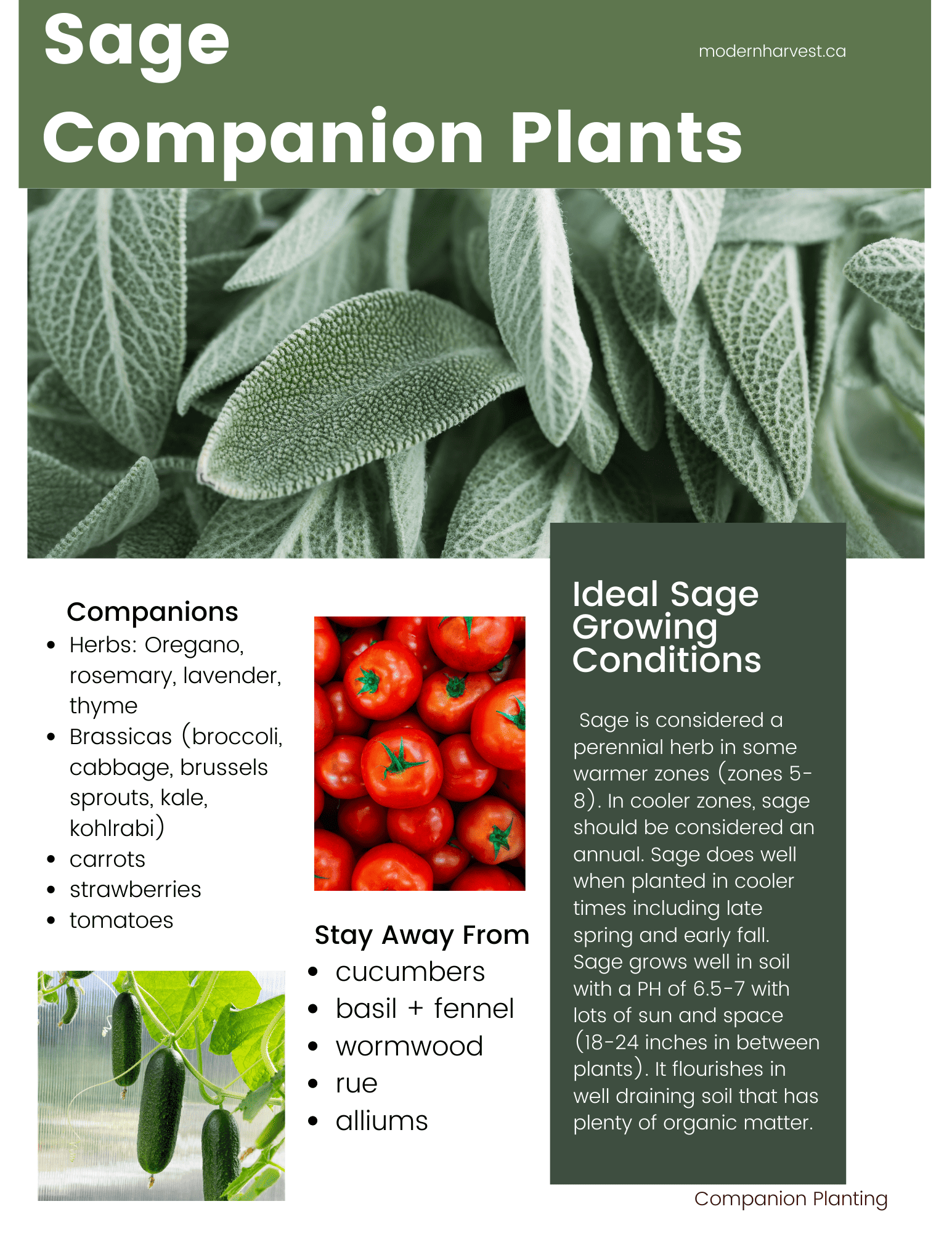 Printable guide for Sage Companion Plants
