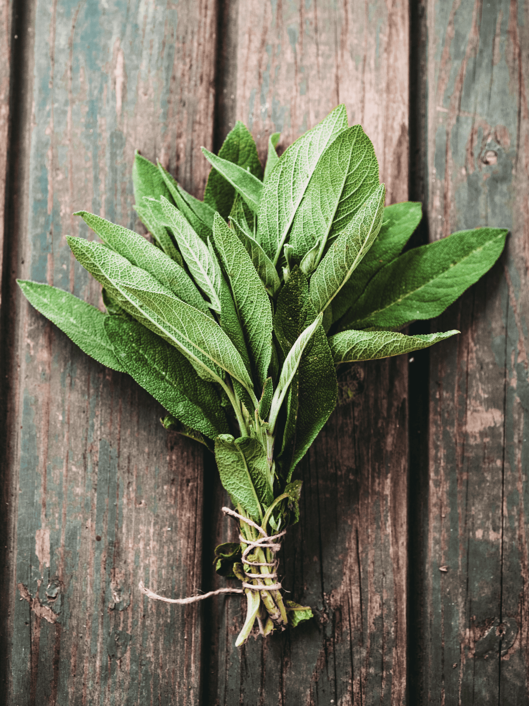 Sage Companion Plants – What & What NOT to Plant With Sage