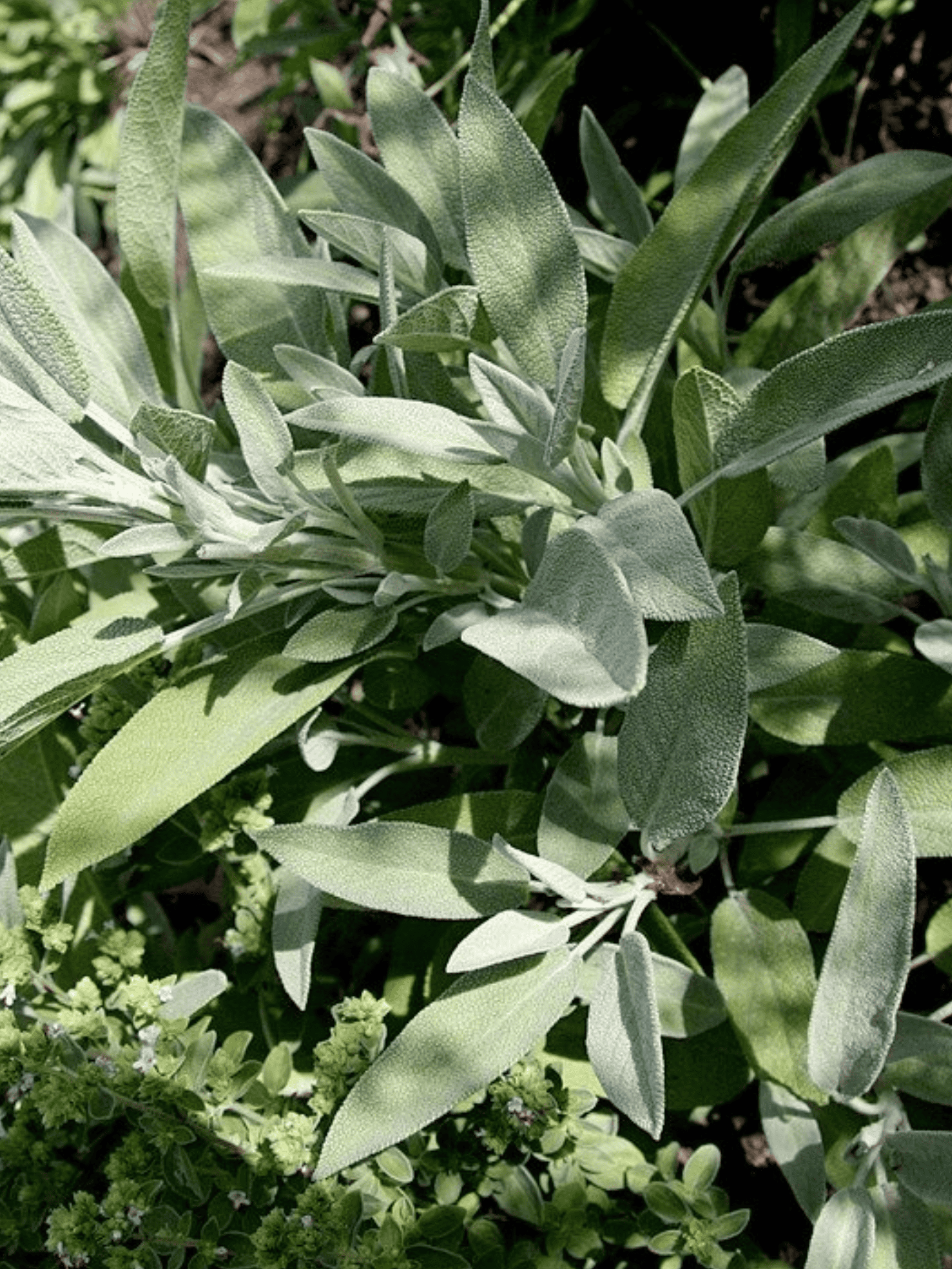 Sage plants with sun shining on the leaves.