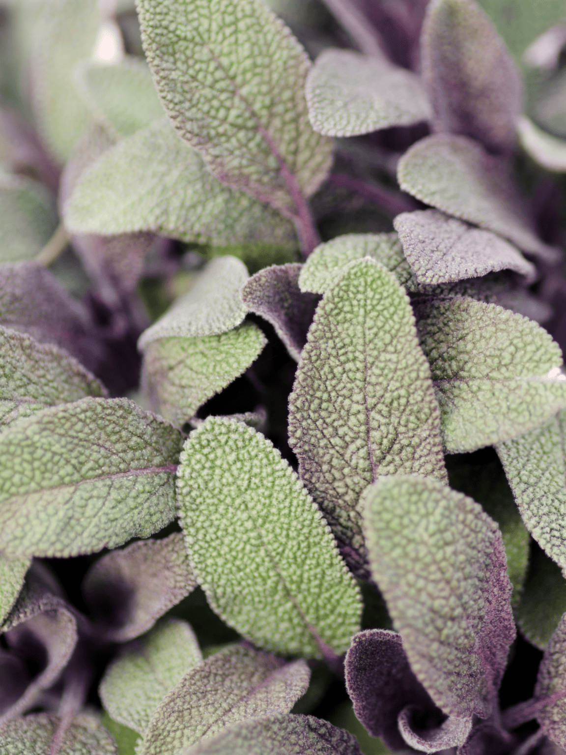 Sage Companion Plants - What & What NOT to Plant With Sage