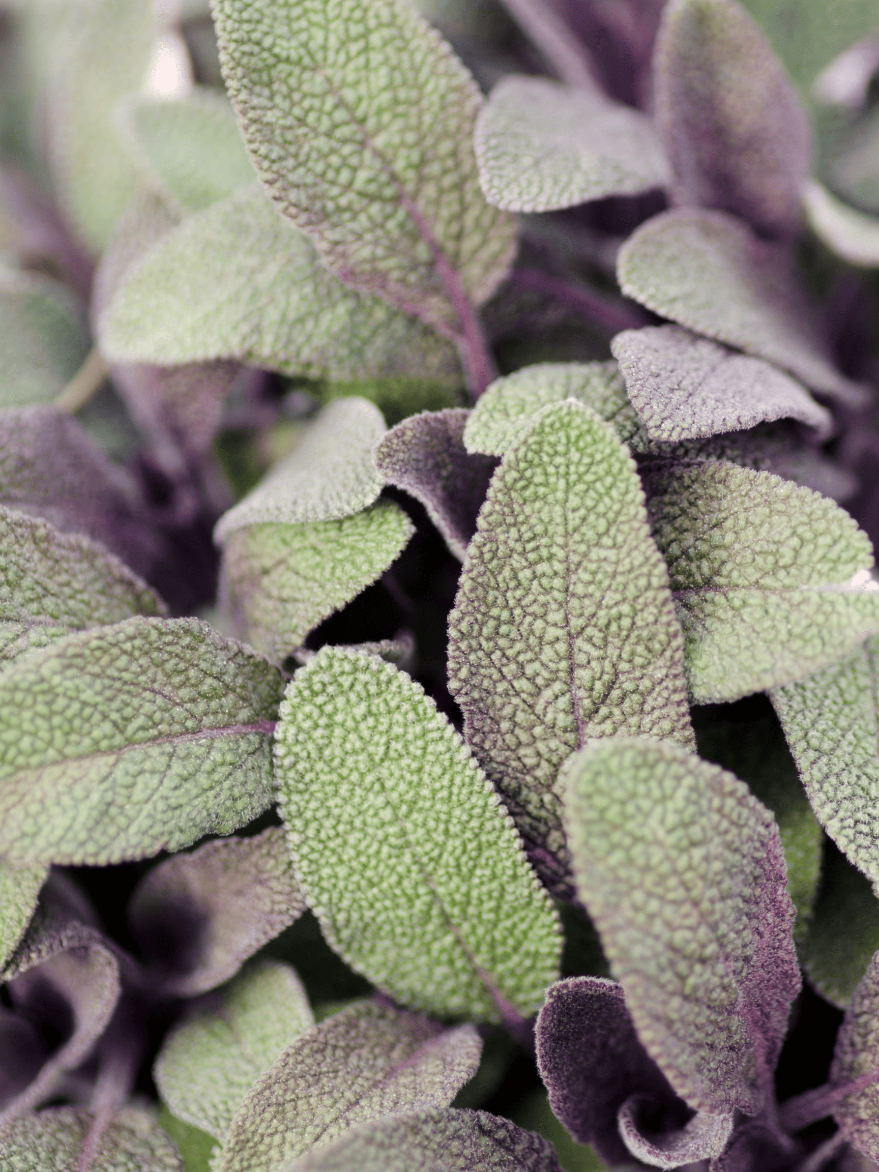 Purple sage in a large bundle.