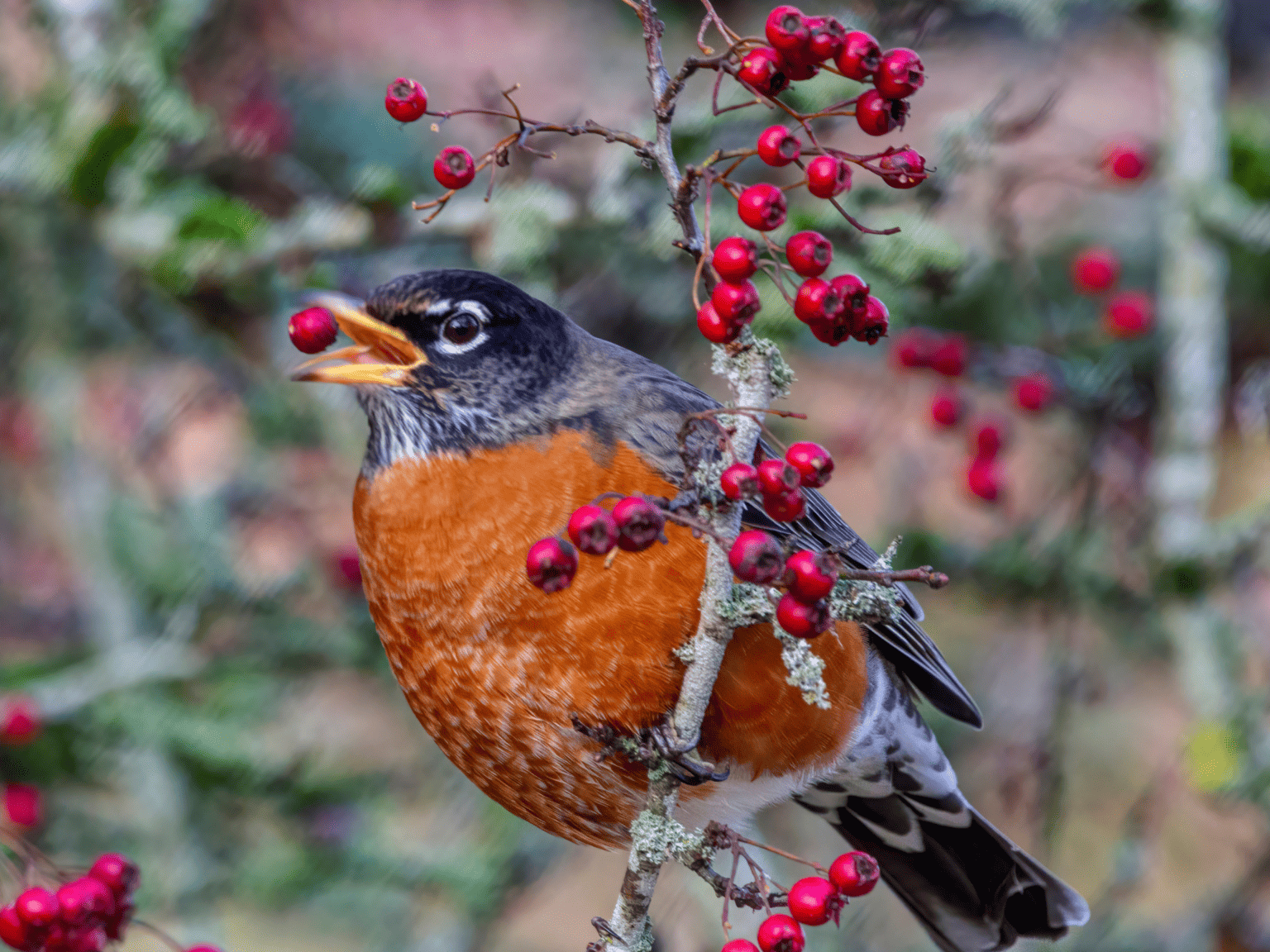 Complete Guide to Haskaps (Honeyberries) How To Grow + Harvest