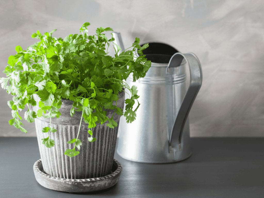 Cilantro in a clay pot with a watering can in the background.