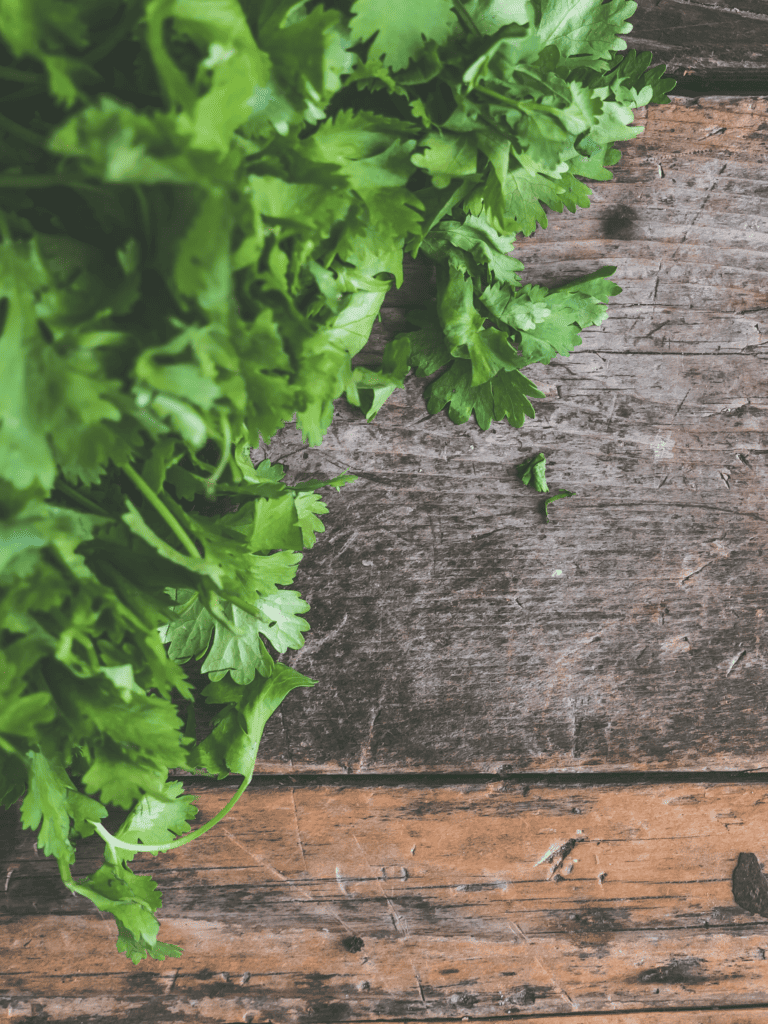 Freshly harvested cilantro on a wooden board.