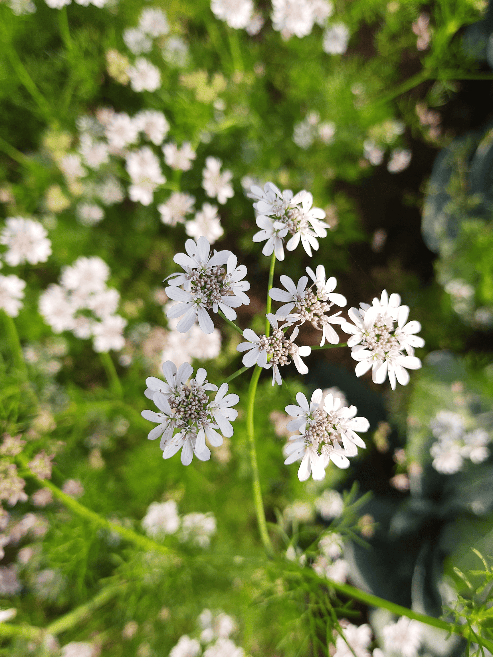 White cilantro flowers among green foliage.