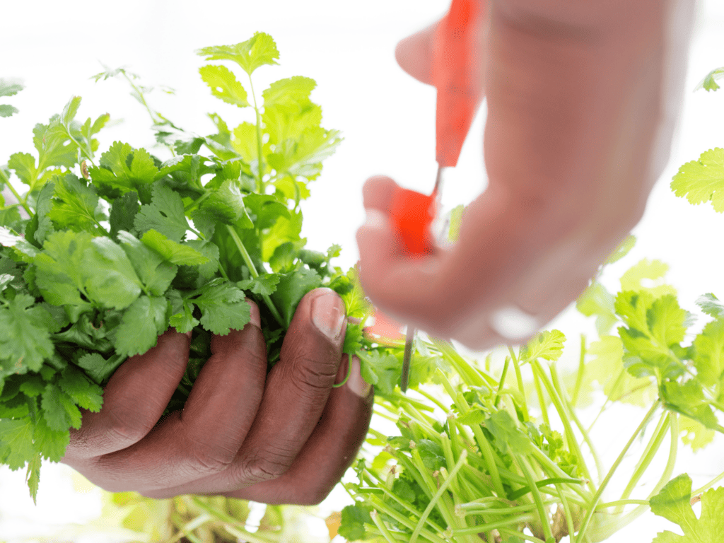 Harvesting cilantro with garden snips, cutting close to the base.