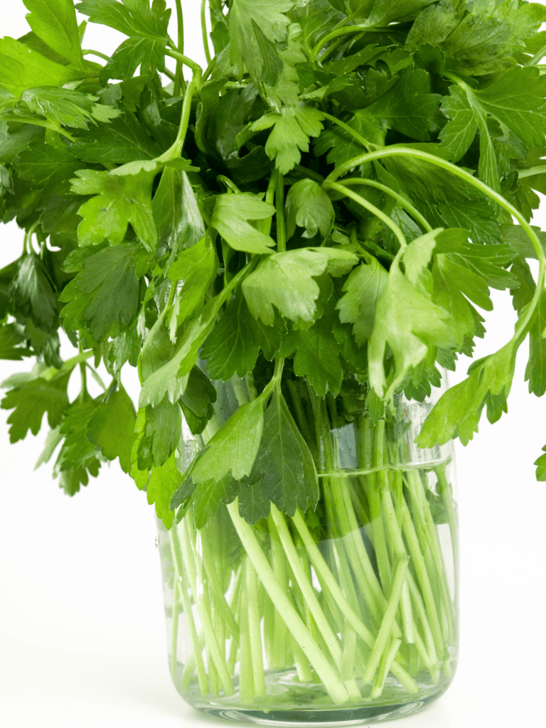Harvested cilantro bundle in a glass of water