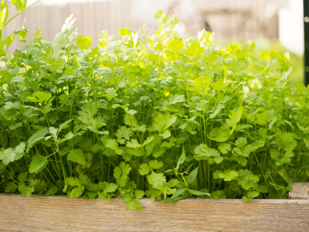 Cilantro growing in a raised wooden garden box.