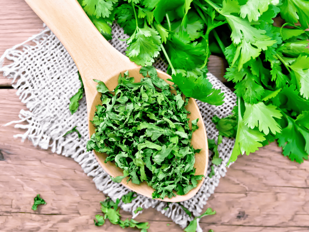 Dried cilantro in a spoon next to a fresh bundle of cilantro.