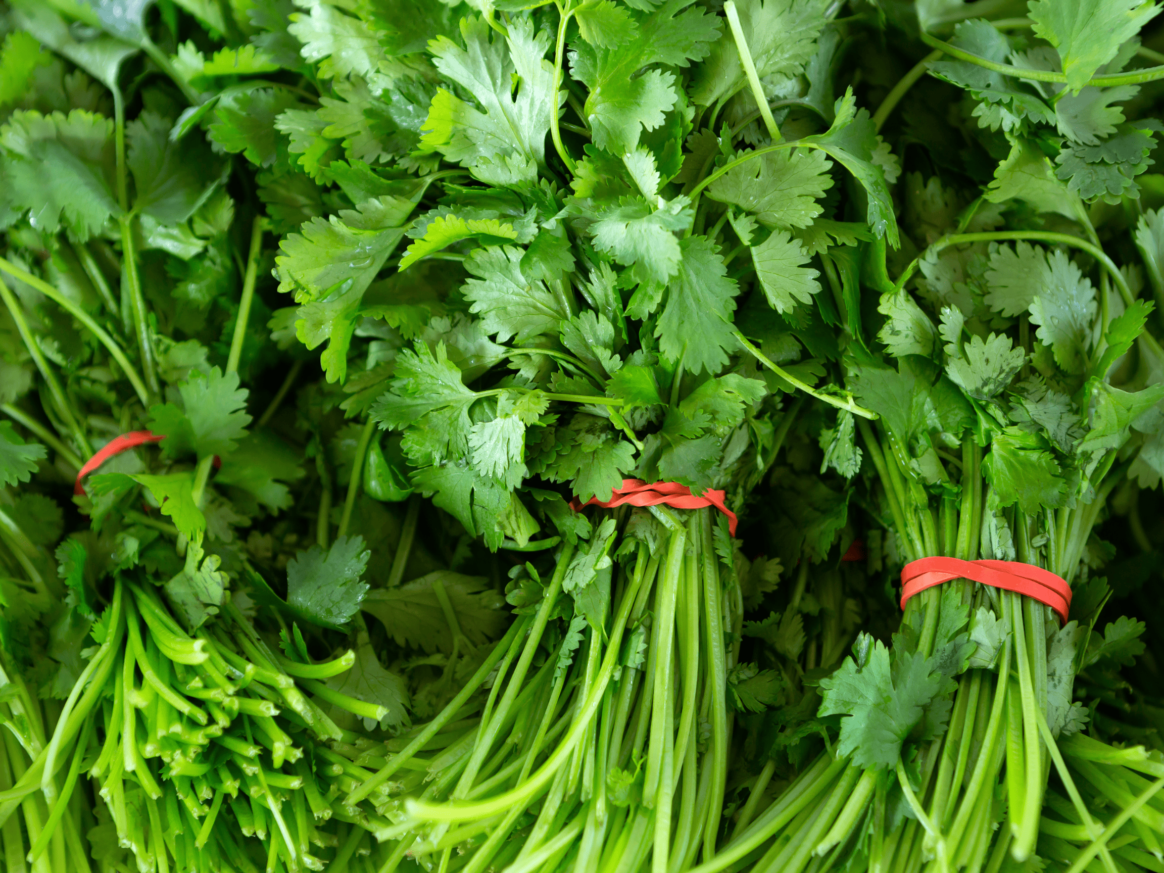 Three bundles of freshly harvested cilantro stems.