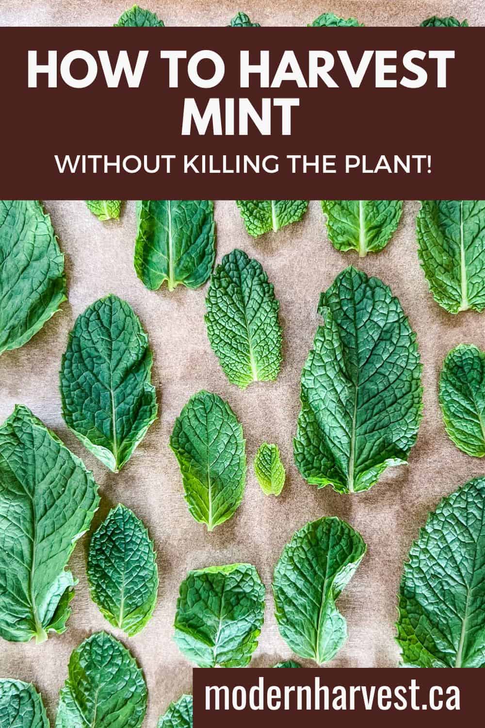 A pinterest image showing a close up of mint leaves on brown parchment paper.