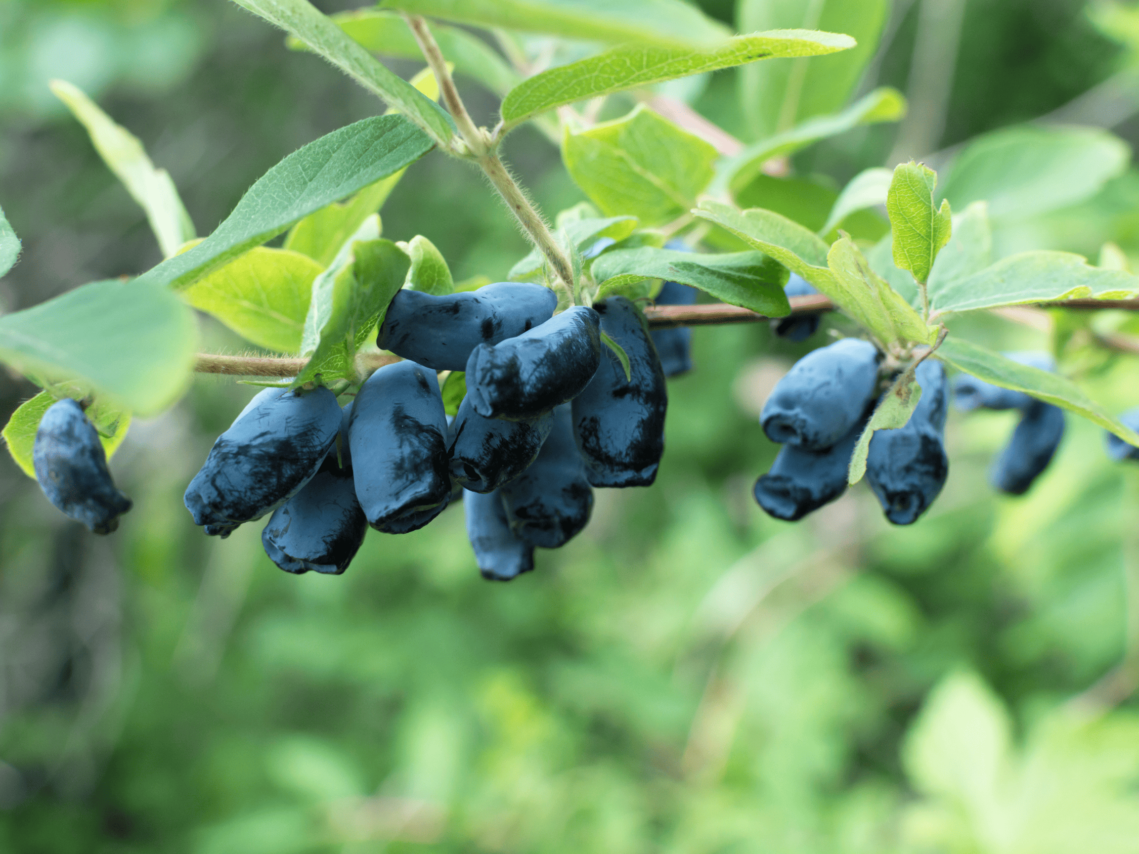 Ripe haskaps ona green branch.