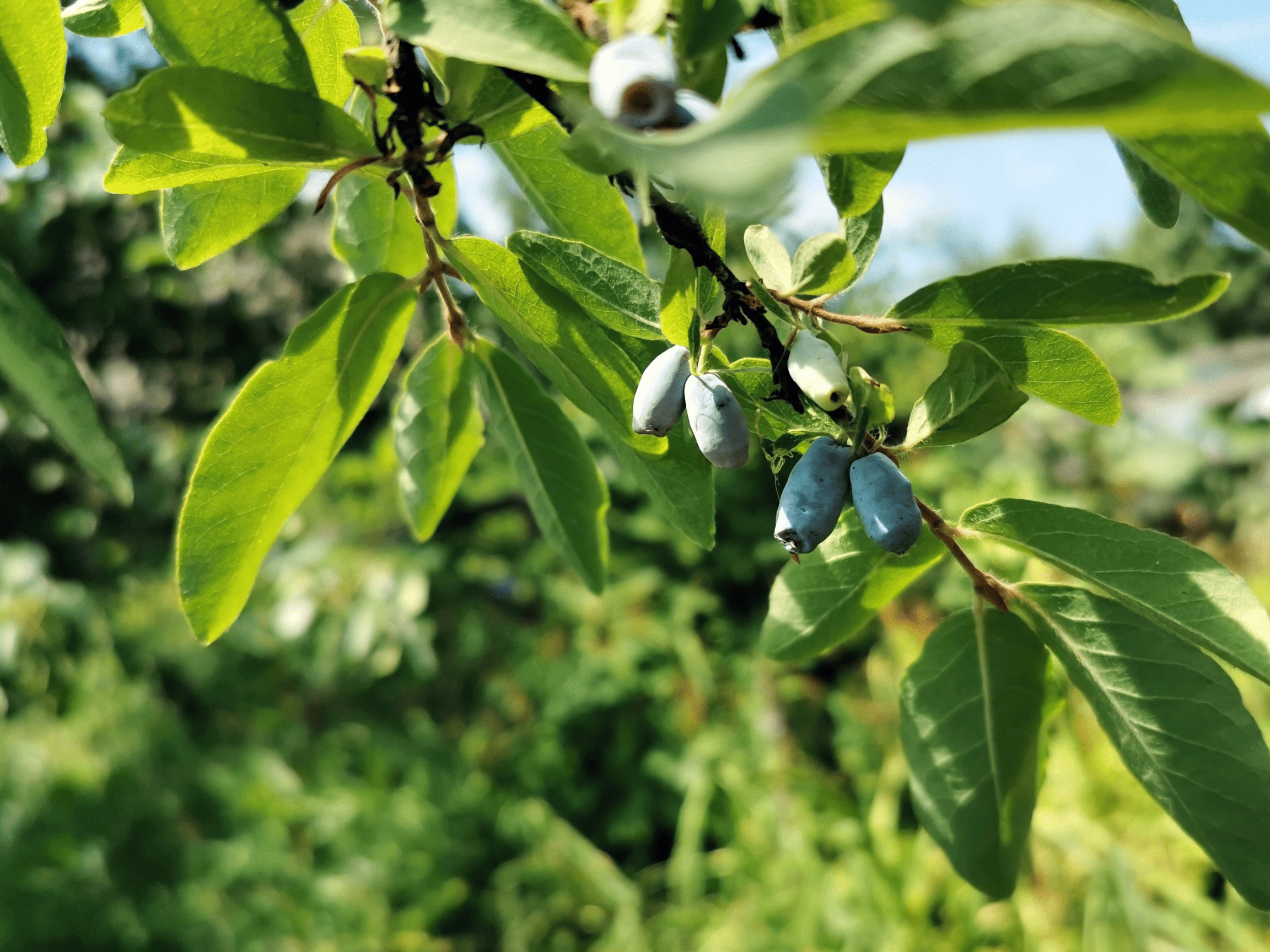 Haskap berries growing on the underside of a branch.