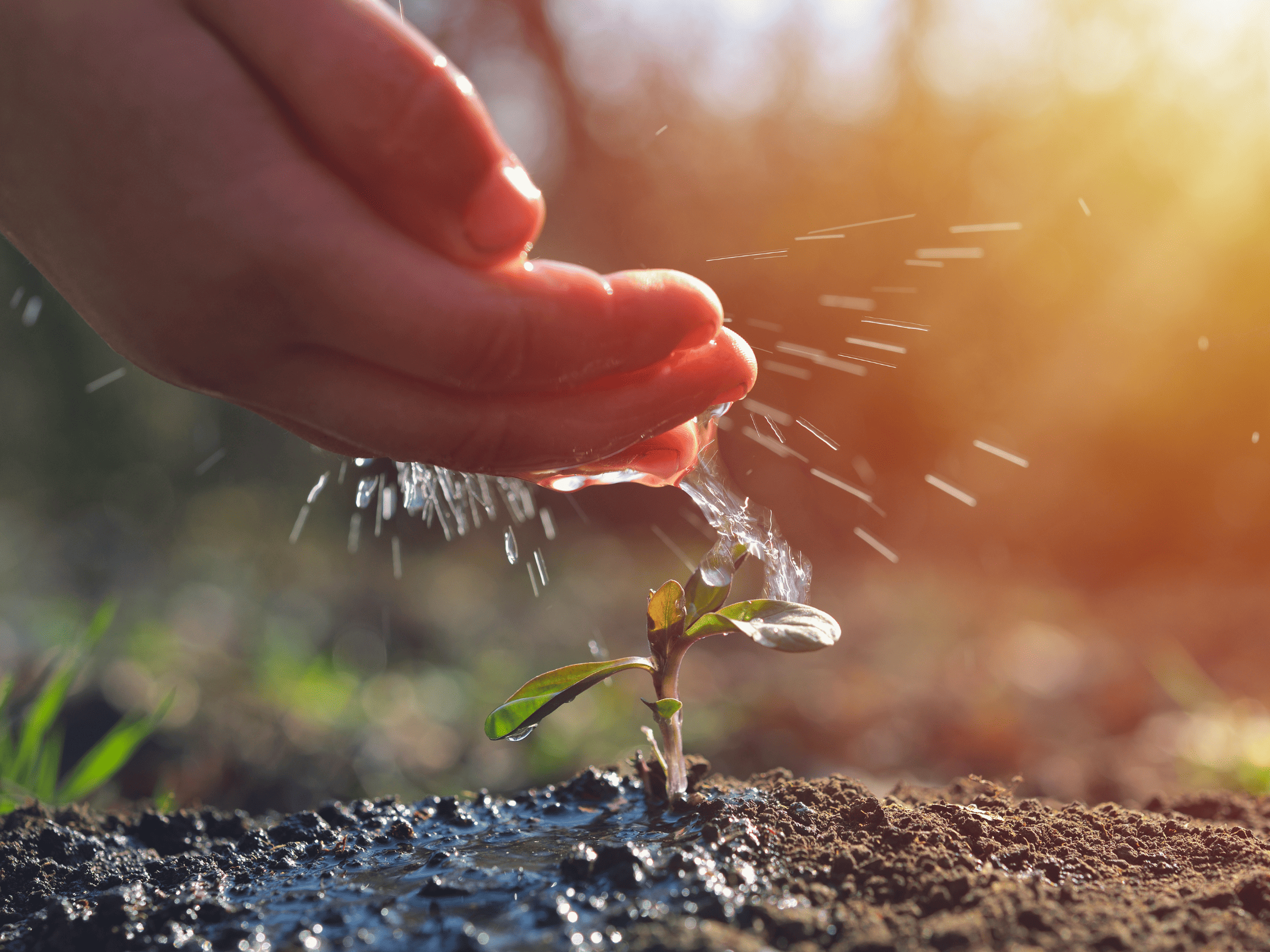 Water splashing on a haskap plant.