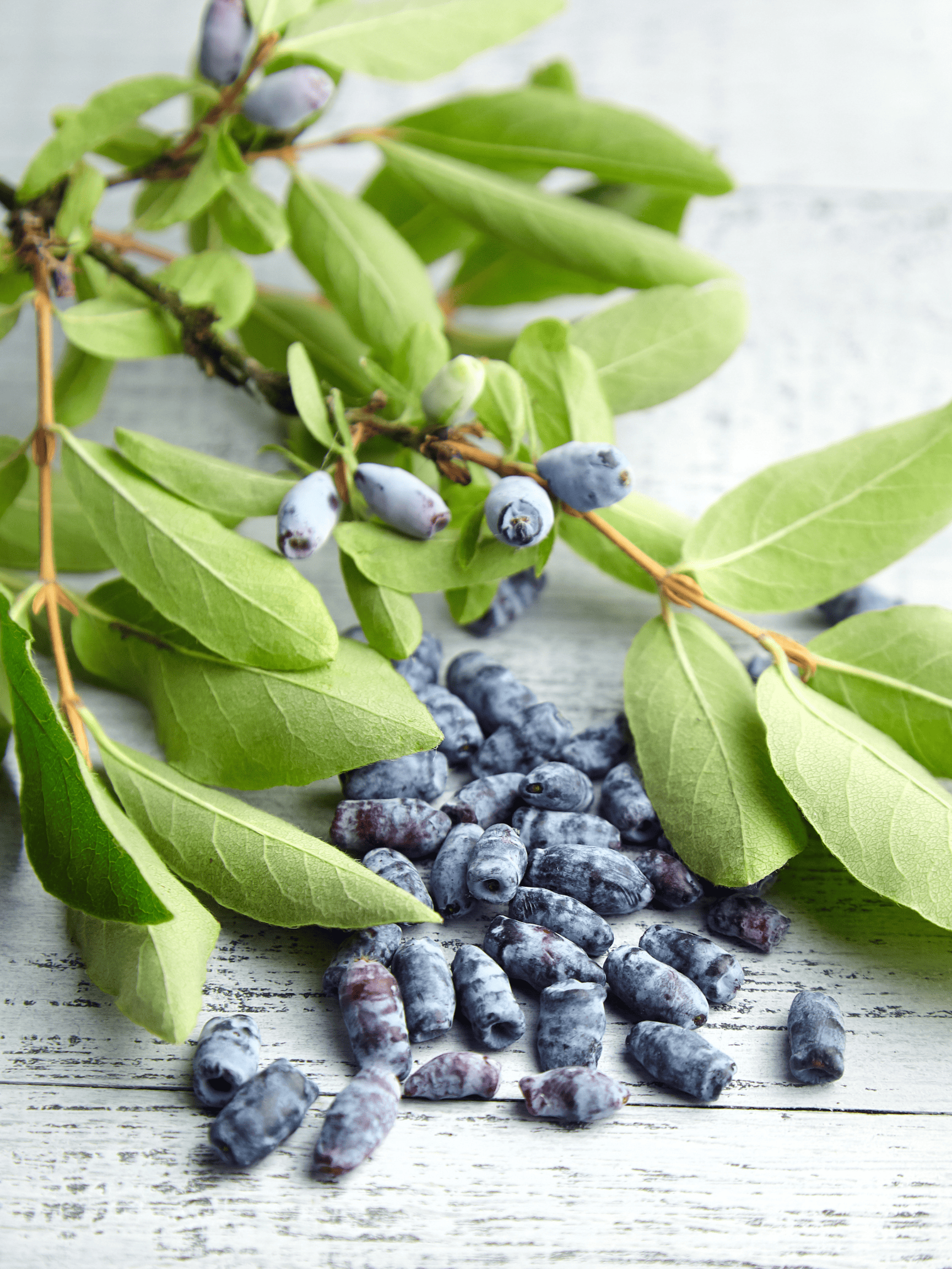 Haskap berries spilling out in a pile with green leaves.