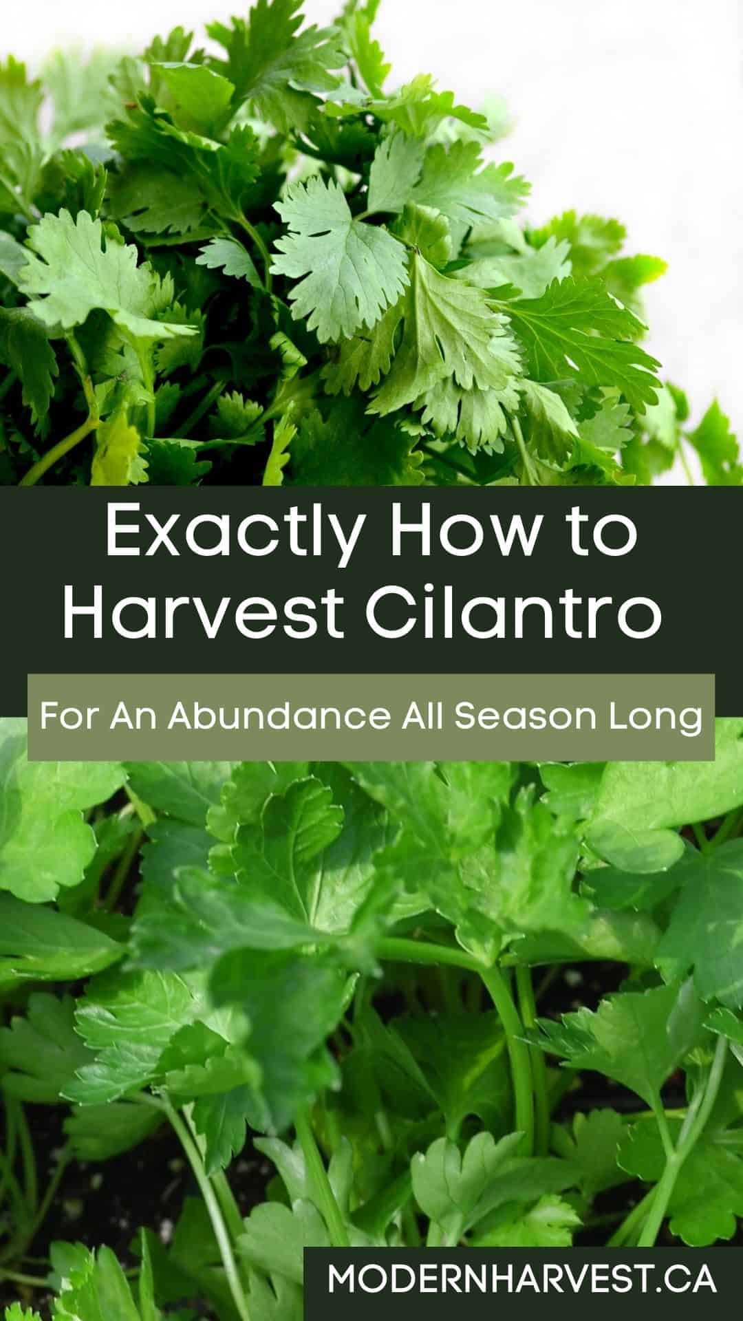 How to harvest cilantro pinterest image showing a closeup of green cilantro leaves.