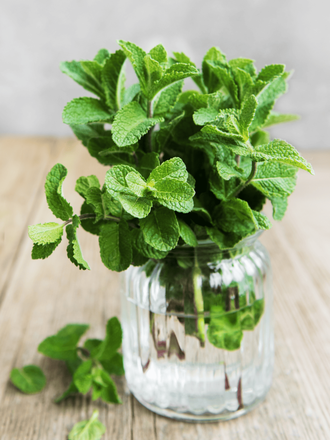 Slow Mints How to Harvest Mint Without Killing The Plant - Modern Harvest