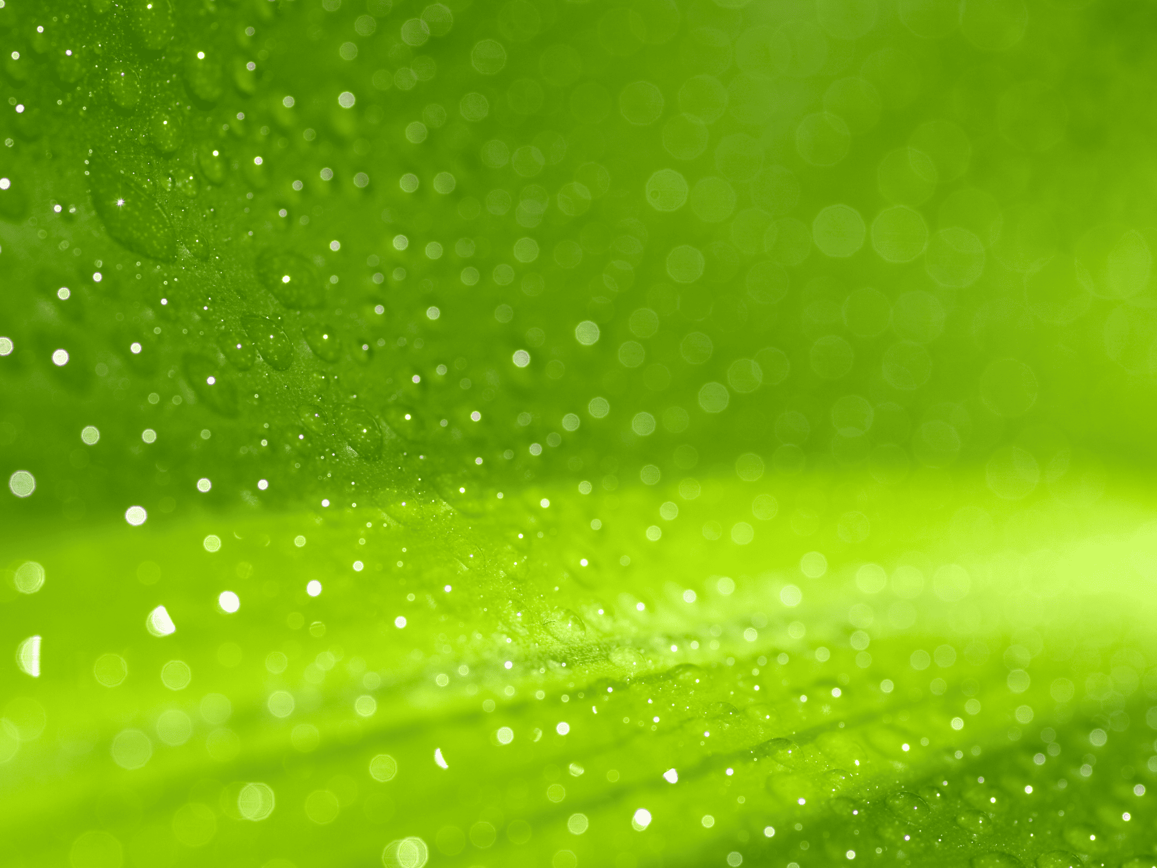 Morning dew on a green leaf.