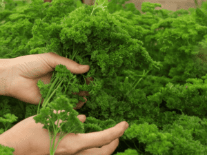 How to Harvest Parsley For An Abundance All Season Long - Modern Harvest