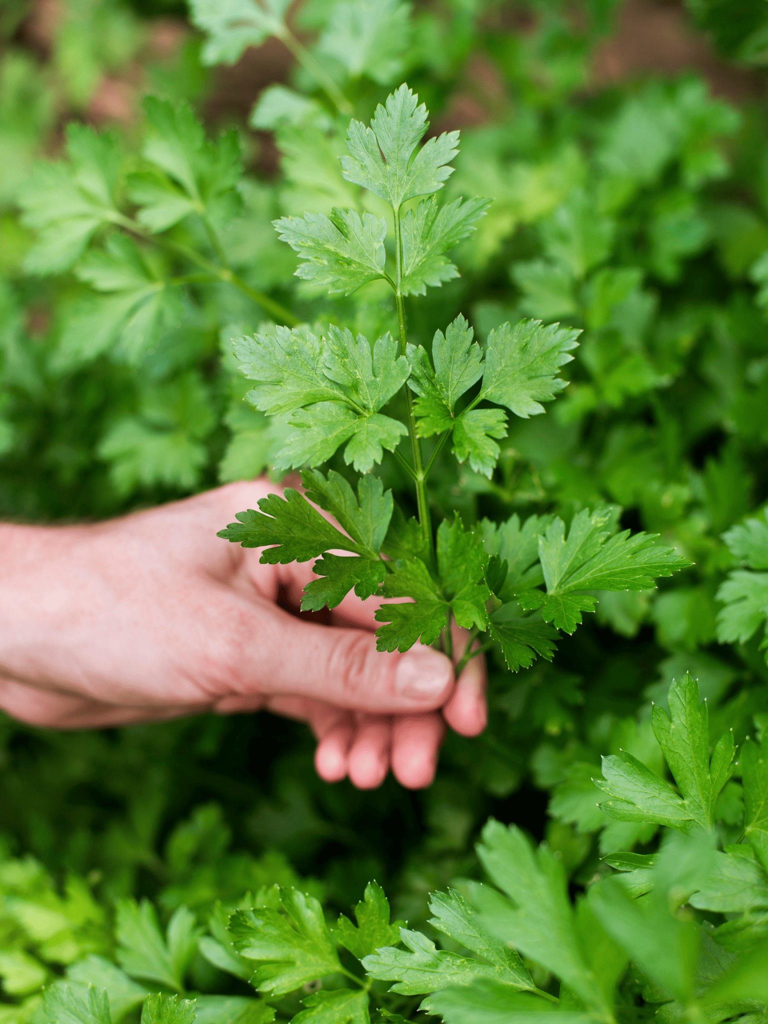 Parsley Companion Planting Guide What and What NOT to Plant Modern