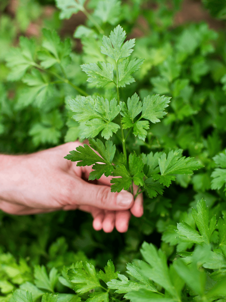 A hand holding up a cutting of parsley.