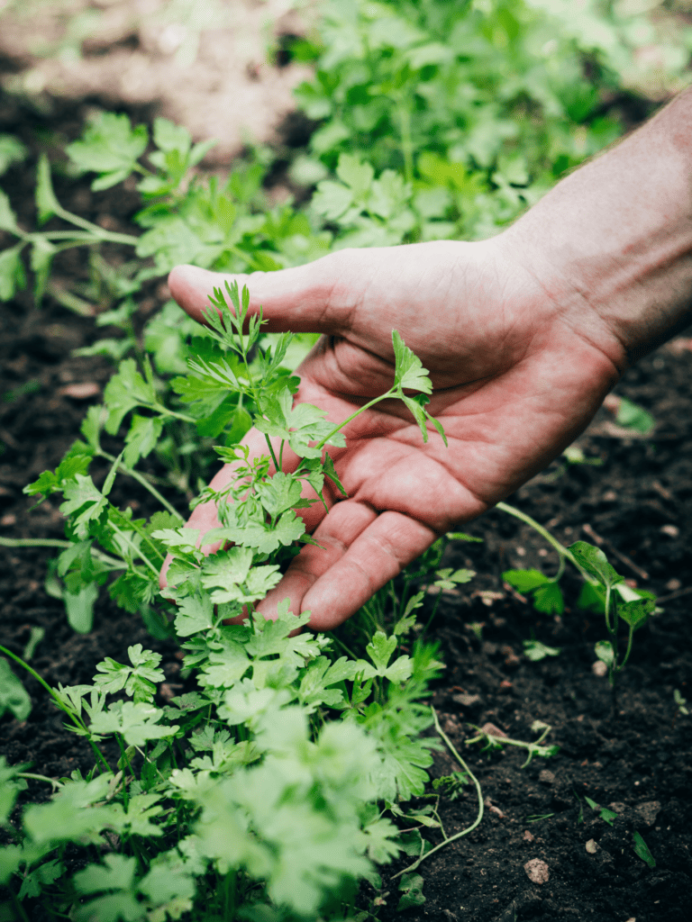 A hand holding up parsley that is ready to be harvested.
