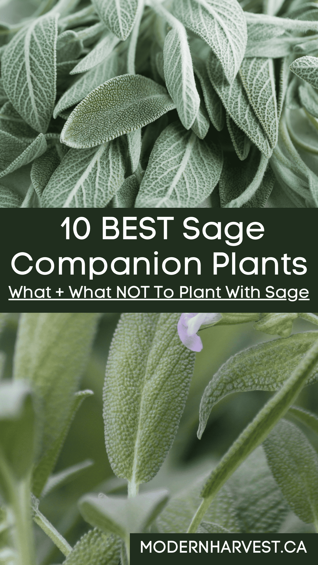 Pinterest image for sage companion plants.
