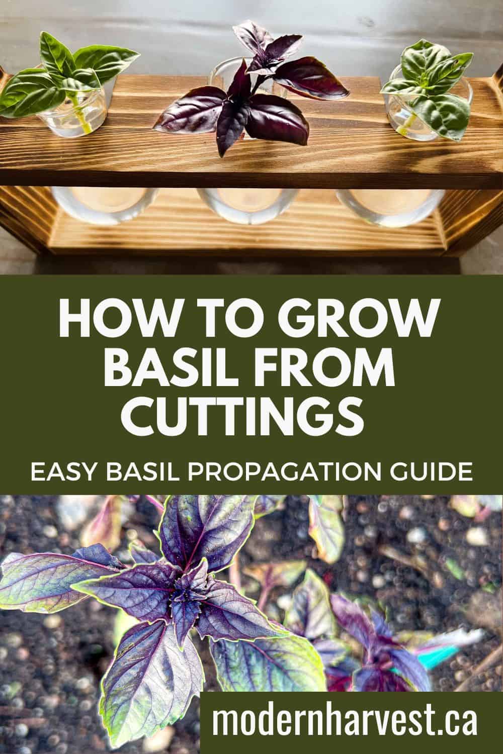 How to grow basil from cuttings pin image.