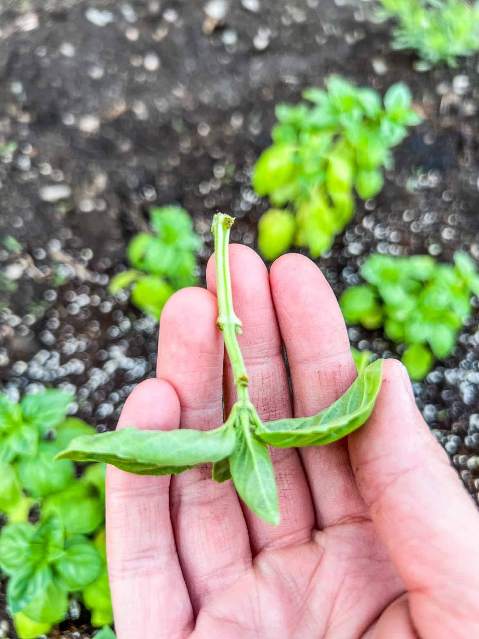 A pruned basil cutting being held in a hand.