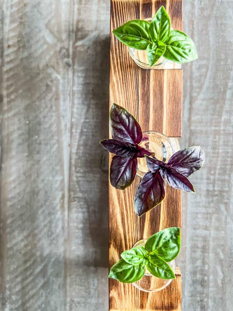 Three basil cuttings propagated in water in a wooden stand including purple basil and green basil.