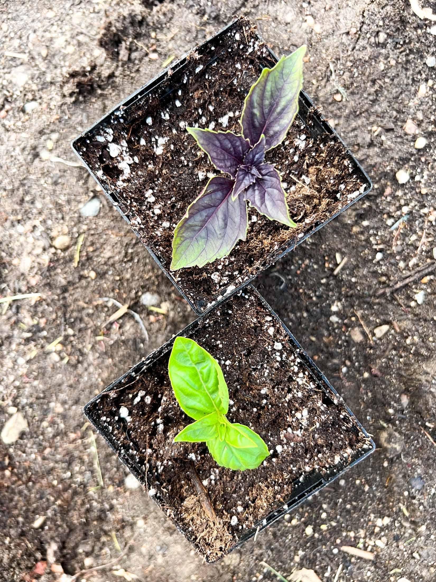 Dolce fresca basil and rosie basil cuttings propagated in soil.