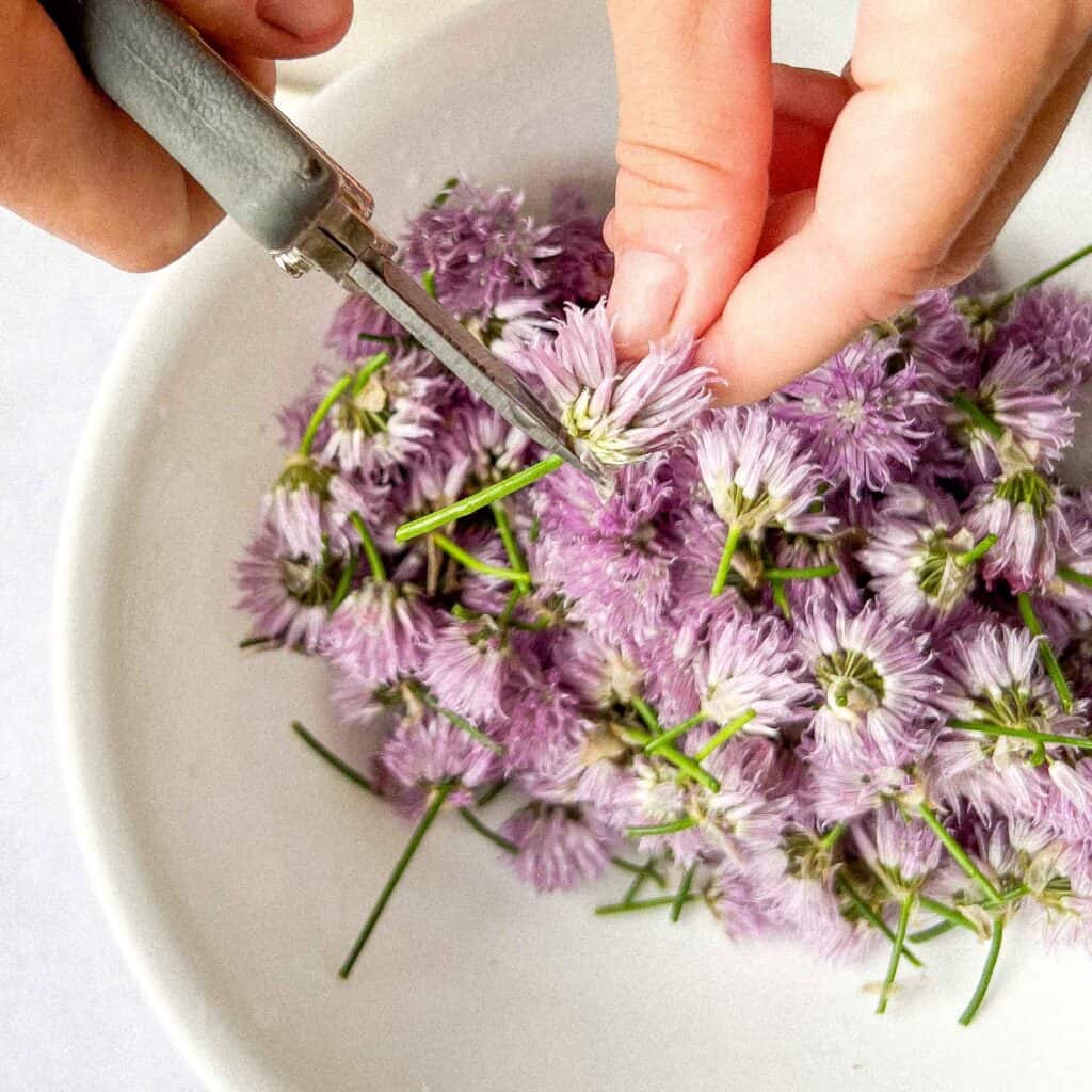 Chive buds being cut right at the bas of the flower in preparation for making chive blossom vinegar.