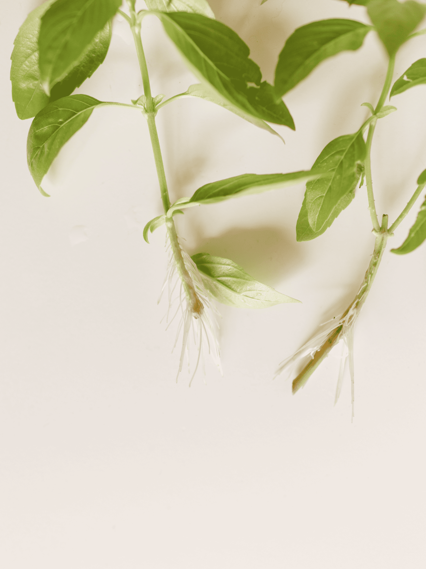 Two rooted basil cuttings on a cream background.