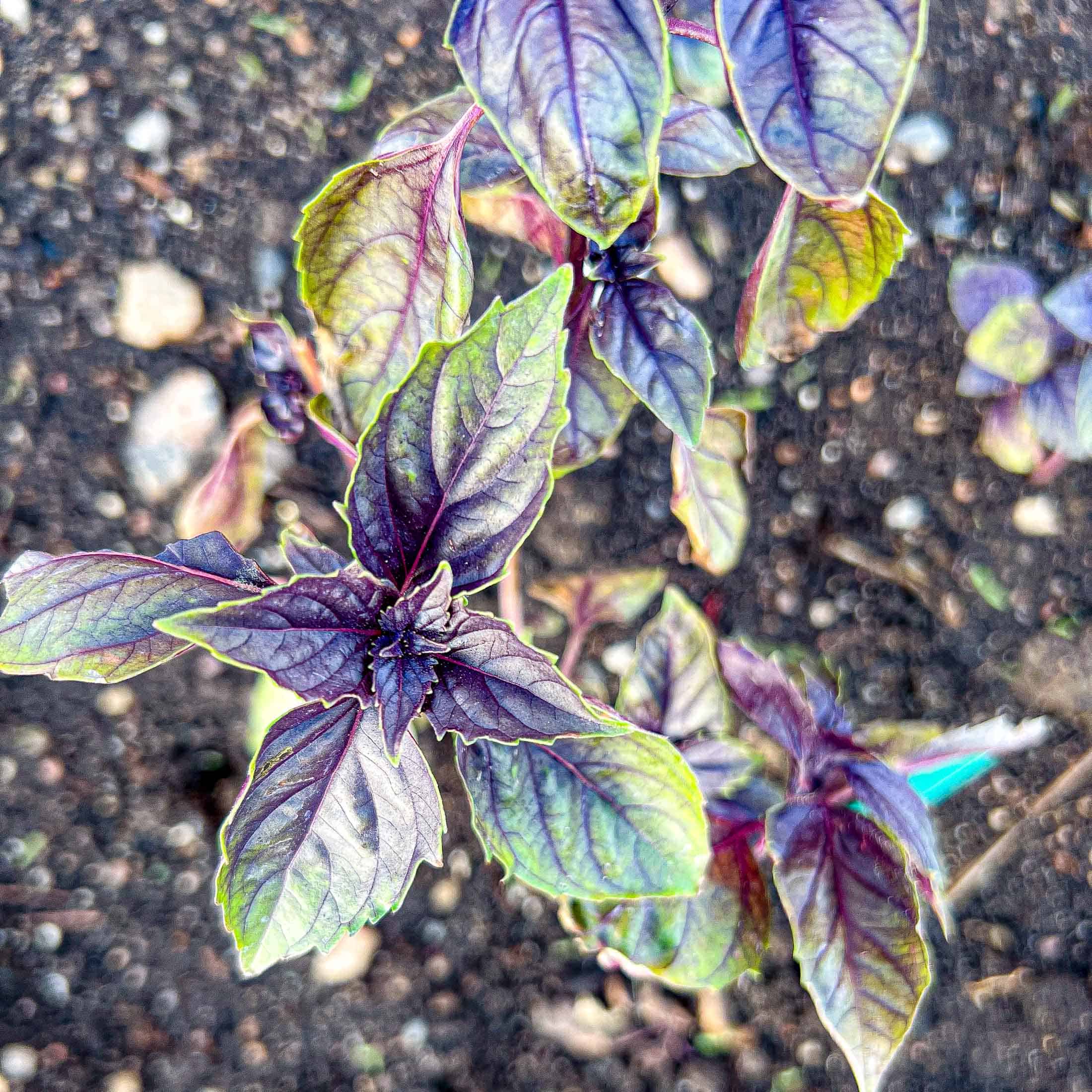 Purple basil in a raised garden bed with bright purple and green leaves.