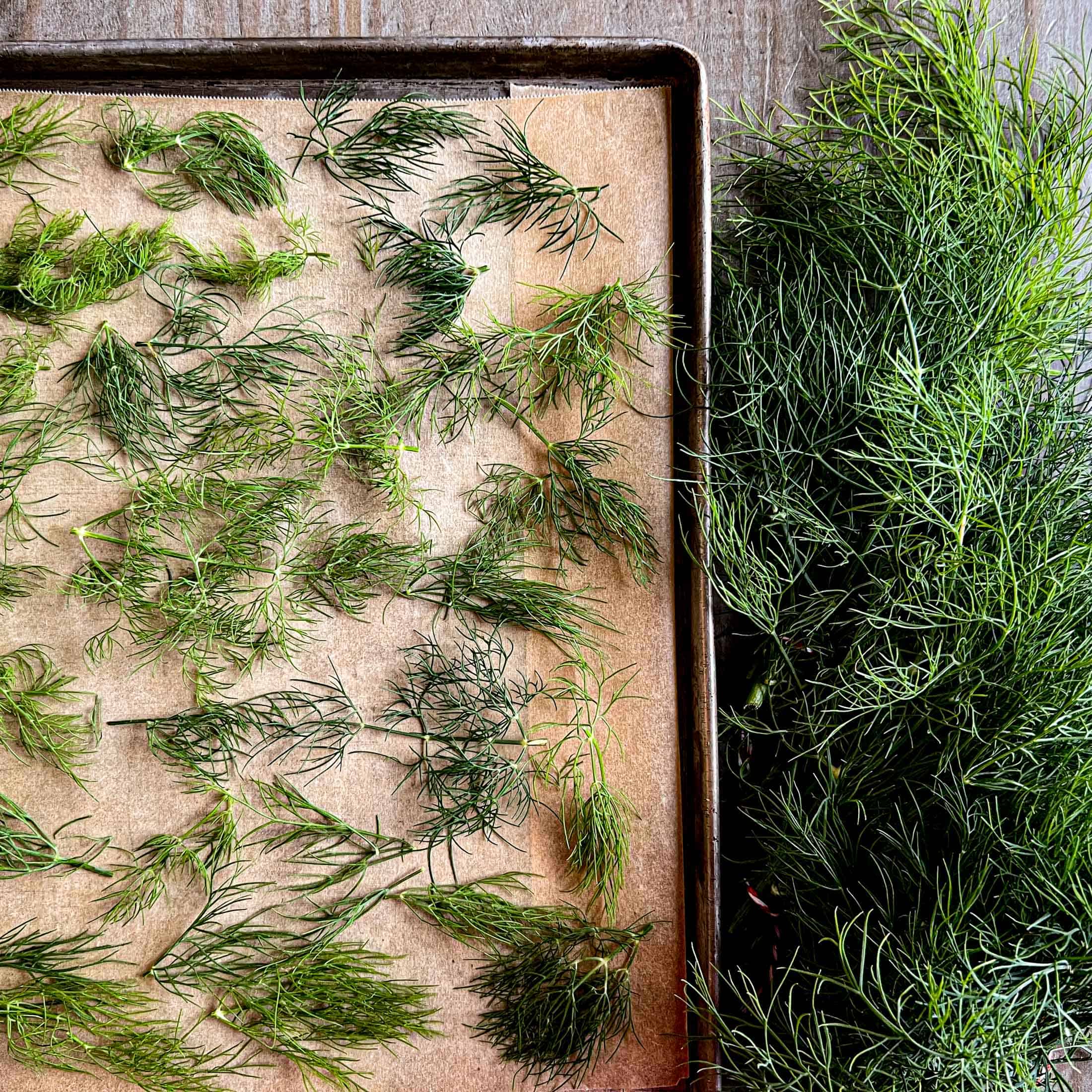 Dill sprigs on a parchment lined baking sheet.