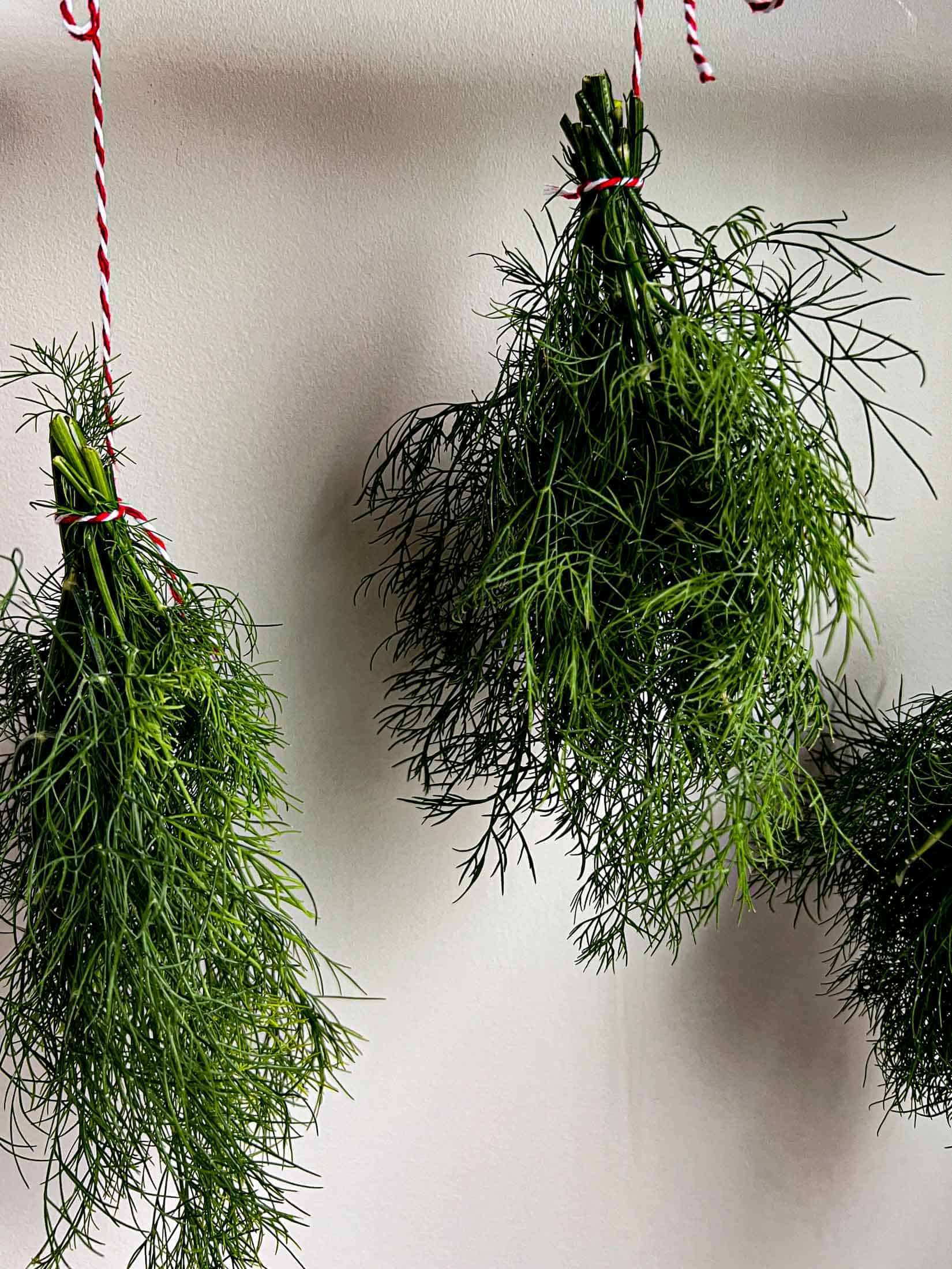 Dill hanging to air dry with red and white butcher's string.